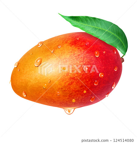 Mango illustration realistic white background 124514080