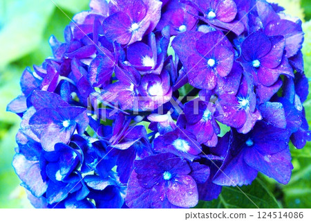 Color Flower Hydrangea Nature Background (Registered March 2025) 124514086