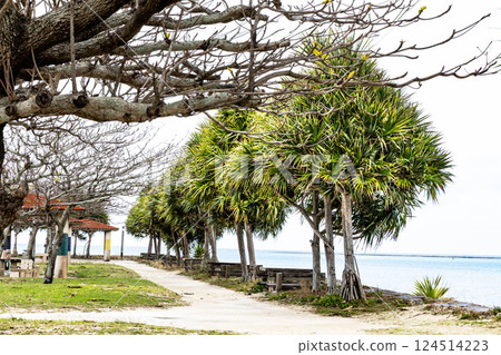 Seaside road Okinawa scenery 124514223