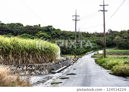 Rainy Okinawa 124514224