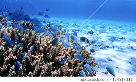 A variety of tropical fish swim in the sea of Zamami Village, Kerama Islands, Okinawa Prefecture A variety of tropical fish swim in the sea of Zamami Village, Kerama Islands, Okinawa Prefecture 124514318