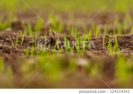 A group of green sprouts growing from the soil. Young plants growing in a farmer's field. A group of green sprouts growing from the soil. Young plants growing in a farmer's field. 124514341