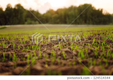 A group of green sprouts growing from the soil. Young plants growing in a farmer's field. A group of green sprouts growing from the soil. Young plants growing in a farmer's field. 124514344