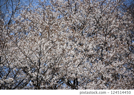 Beautifully blooming cherry blossoms 124514450