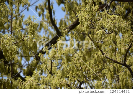 Beautifully blooming cherry blossoms 124514451