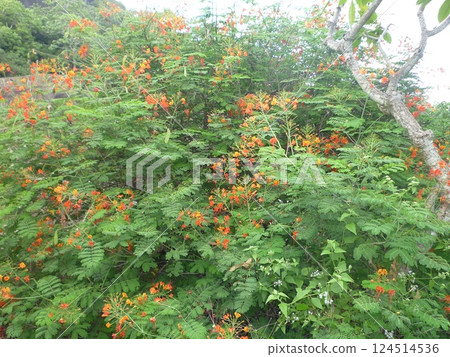 Red flowers blooming in the mountains Red flowers blooming in the mountains 124514536