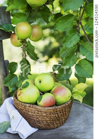 Apples harvest 124514590