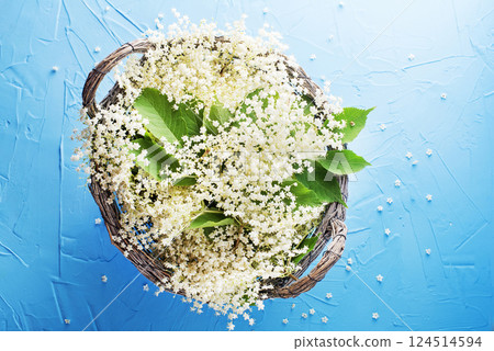 Elderflower harvest 124514594