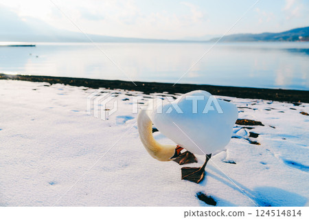 Swans on Lake Yamanaka and Mount Fuji Swans on Lake Yamanaka and Mount Fuji 124514814