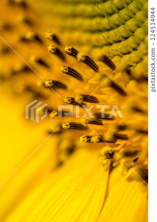 Closeup of beautiful yellow sunflower stamens, pistils and pollens 124514944