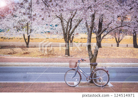 bicycle are under the cherry tree of the road at the Cherry Blossom Festival in Gyeongju, South Korea. bicycle are under the cherry tree of the road at the Cherry Blossom Festival in Gyeongju, South Korea. 124514971