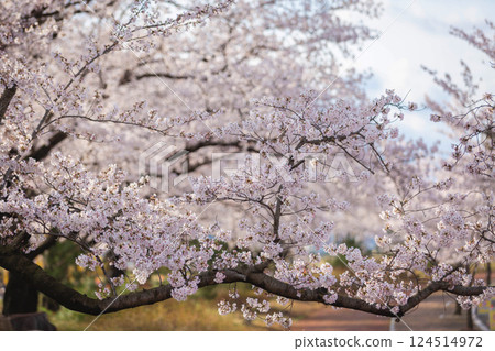 sakura flowers (cherry blossom flower) of pink color on sunny backdrop. Beautiful nature spring background with a branch of blooming sakura. sakura flowers (cherry blossom flower) of pink color on sunny backdrop. Beautiful nature spring background with a branch of blooming sakura. 124514972