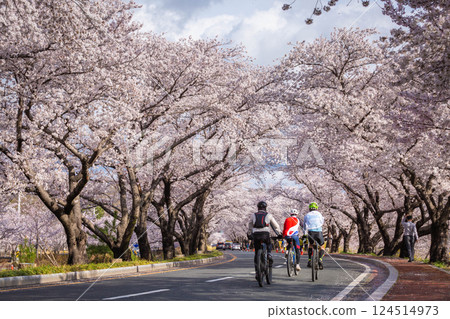 Beautiful cherry blossom tunnel and cherry trees on both sides of the road, Cyclists are cycling in the Cherry Blossom Festival in Gyeongju, South Korea. Beautiful cherry blossom tunnel and cherry trees on both sides of the road, Cyclists are cycling in the Cherry Blossom Festival in Gyeongju, South Korea. 124514973