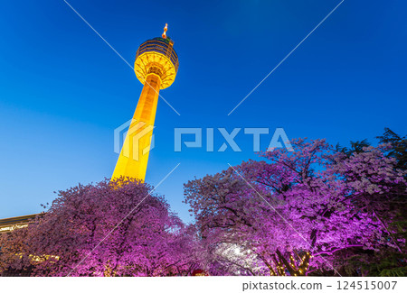 Night view of Cherry Blossom festival, Cherry Blossom tree at Daegu E-World.Daegu,South Korea. 124515007