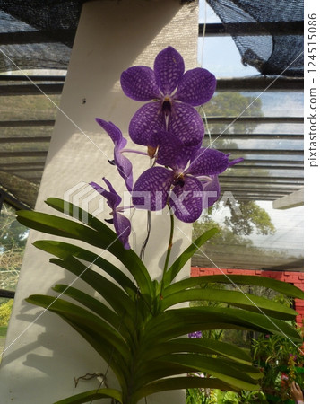 Orchids blooming in a greenhouse 124515086