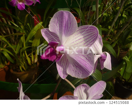 Purple flower 124515088