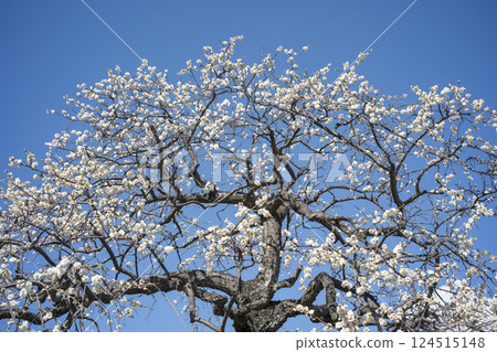 Blue sky and white plum blossoms: an image of early spring 124515148