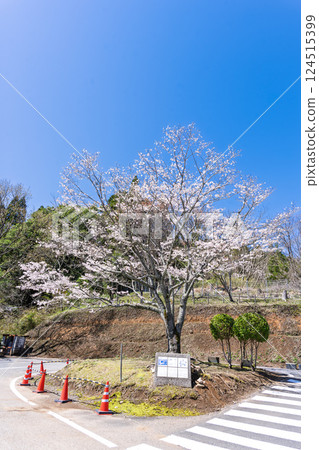 春天天空映襯下的櫻花樹 「水的溫暖和櫻花的美麗讓人心曠神怡」 天岩戶之湯（宮崎縣西臼杵郡高千穗町） 124515399