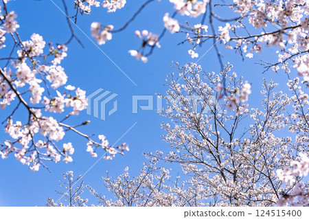 Cherry blossoms against the backdrop of the spring sky: "The warmth of the water and the beauty of the cherry blossoms are soothing" at Ama-no-Iwato-no-Yu (Takachiho Town, Nishiusuki District, Miyazaki Prefecture) 124515400