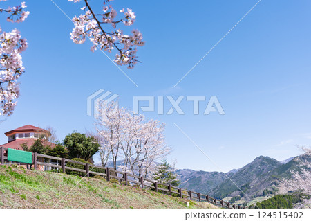 以春天的天空為背景的櫻花美景。天岩戶之湯（宮崎縣西臼杵郡高千穗町）“水的溫暖和櫻花的美麗讓人心曠神怡” 124515402