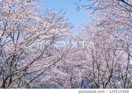 A row of cherry blossom trees against the backdrop of spring weather: "The warmth of the water and the beauty of the cherry blossoms are soothing" at Ama-no-Iwato-no-Yu (Takachiho Town, Nishiusuki District, Miyazaki Prefecture) 124515408