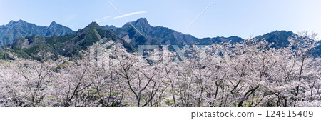 A natural mountain range and rows of cherry blossom trees: "The warmth of the water and the beauty of the cherry blossoms will soothe you" Amanoiwato-no-Yu (Takachiho Town, Nishiusuki District, Miyazaki Prefecture) 124515409