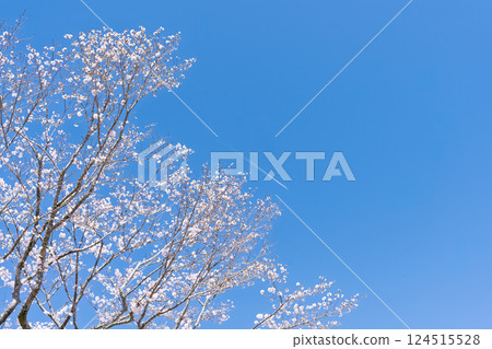 A row of cherry blossom trees shining on a spring day "The warmth of the water and the beauty of the cherry blossoms are soothing" Amanoiwato-no-Yu (Takachiho Town, Nishiusuki District, Miyazaki Prefecture) A row of cherry blossom trees shining on a spring day "The warmth of the water and the beauty of the cherry blossoms are soothing" Amanoiwato-no-Yu (Takachiho Town, Nishiusuki District, Miyazaki Prefecture) 124515528