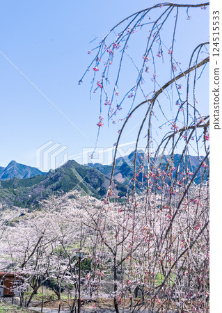 春日裡盛開的櫻花樹排成一條長廊 「水的溫暖和櫻花的美麗讓人心曠神怡」 天岩戶之湯（宮崎縣西臼杵郡高千穗町） 124515533