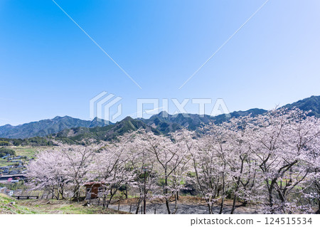 A row of cherry blossom trees shining on a spring day "The warmth of the water and the beauty of the cherry blossoms are soothing" Amanoiwato-no-Yu (Takachiho Town, Nishiusuki District, Miyazaki Prefecture) A row of cherry blossom trees shining on a spring day "The warmth of the water and the beauty of the cherry blossoms are soothing" Amanoiwato-no-Yu (Takachiho Town, Nishiusuki District, Miyazaki Prefecture) 124515534