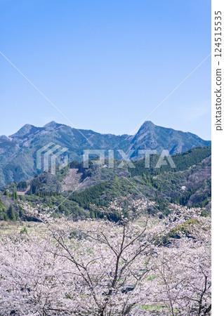 A row of cherry blossom trees shining on a spring day "The warmth of the water and the beauty of the cherry blossoms are soothing" Amanoiwato-no-Yu (Takachiho Town, Nishiusuki District, Miyazaki Prefecture) 124515535