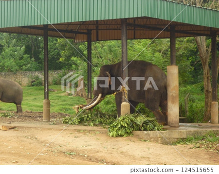 Captive elephants Captive elephants 124515655