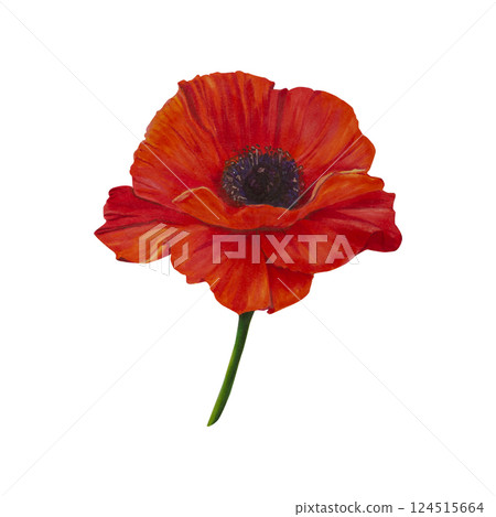 Red poppy flower. Watercolor, markers hand-drawn illustration. Wildflower isolated art. Botanical herbaceous plant drawing for postcards, prints, posters, stickers, scrapbooking. Remembrance day Red poppy flower. Watercolor, markers hand-drawn illustration. Wildflower isolated art. Botanical herbaceous plant drawing for postcards, prints, posters, stickers, scrapbooking. Remembrance day 124515664