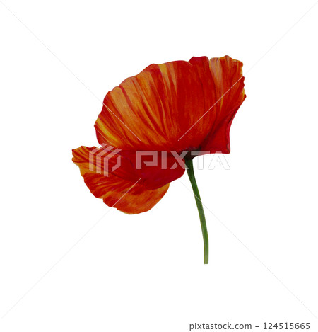 Red poppy flower. Watercolor, markers hand-drawn illustration. Wildflower isolated art. Botanical herbaceous plant drawing. Remembrance day. Drawing for postcards, prints, posters, stickers Red poppy flower. Watercolor, markers hand-drawn illustration. Wildflower isolated art. Botanical herbaceous plant drawing. Remembrance day. Drawing for postcards, prints, posters, stickers 124515665