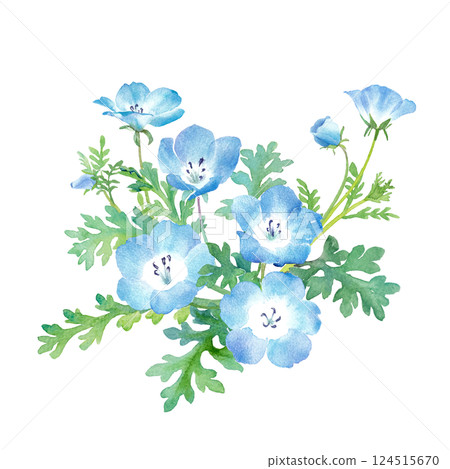 春天的花朵：粉蝶花水彩插圖。庫存剪貼畫（向量） 124515670