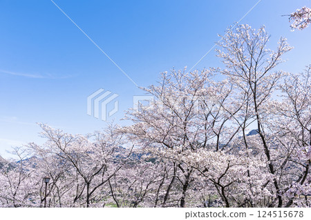 一排櫻花樹在春天的天空下閃閃發光：「水的溫暖和櫻花的美麗令人心曠神怡」——天岩戶之湯（宮崎縣西臼杵郡高千穗町） 124515678