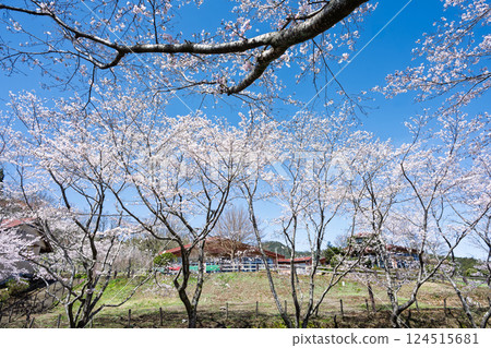 春天的氣息襯托下的櫻花樹成排：「水的溫暖和櫻花的美麗讓人心曠神怡」－天岩戶之湯（宮崎縣西臼杵郡高千穗町） 124515681