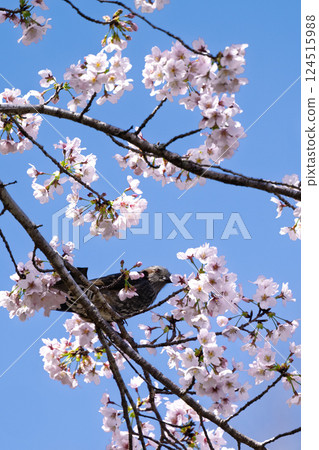 Cherry blossoms and brown-eared bulbuls against the spring sky "The warmth of the water and the beauty of the cherry blossoms are soothing" Amanoiwato-no-Yu (Takachiho Town, Nishiusuki District, Miyazaki Prefecture) 124515988