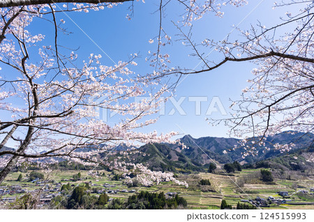 Cherry blossoms with a mountain range in the background "The warmth of the water and the beauty of the cherry blossoms are soothing" Amanoiwato-no-Yu (Takachiho Town, Nishiusuki District, Miyazaki Prefecture) Cherry blossoms with a mountain range in the background "The warmth of the water and the beauty of the cherry blossoms are soothing" Amanoiwato-no-Yu (Takachiho Town, Nishiusuki District, Miyazaki Prefecture) 124515993