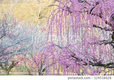 Pink weeping plum blossoms in Tsukigase Baikei, Nara Prefecture Pink weeping plum blossoms in Tsukigase Baikei, Nara Prefecture 124516028