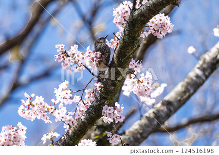 Cherry blossoms and brown-eared bulbuls against the spring sky "The warmth of the water and the beauty of the cherry blossoms are soothing" Amanoiwato-no-Yu (Takachiho Town, Nishiusuki District, Miyazaki Prefecture) 124516198