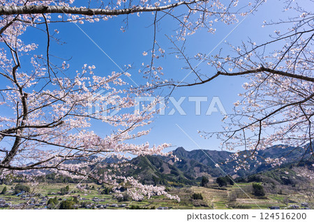 Cherry blossoms with a mountain range in the background "The warmth of the water and the beauty of the cherry blossoms are soothing" Amanoiwato-no-Yu (Takachiho Town, Nishiusuki District, Miyazaki Prefecture) 124516200