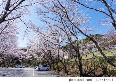 A parking lot scene with a spring day in the background "The warmth of the water and the beauty of the cherry blossoms are soothing" Amanoiwato-no-Yu (Takachiho Town, Nishiusuki District, Miyazaki Prefecture) 124516201