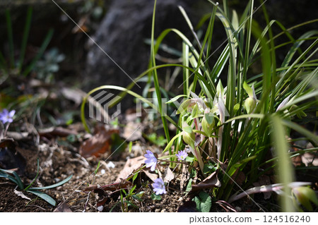 春季花卉：蕙蘭 124516240