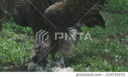 Vulture bird feeding 124516333