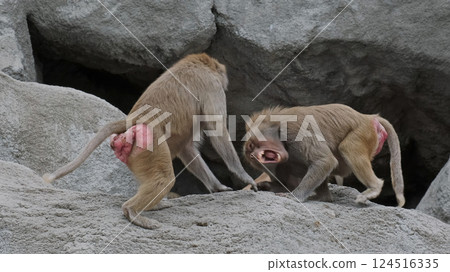 Two Baboons Fighting 124516335