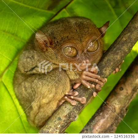 Tarsier monkey on tree in Philippines 124516336
