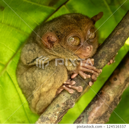Tarsier monkey on tree in Philippines Tarsier monkey on tree in Philippines 124516337