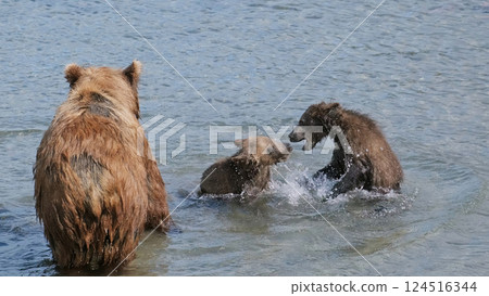 Brown bear cubs fight for fish Brown bear cubs fight for fish 124516344