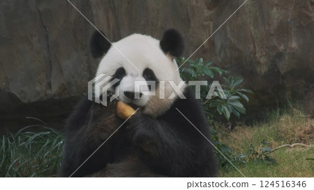 Cute giant panda bear eating bamboo Cute giant panda bear eating bamboo 124516346