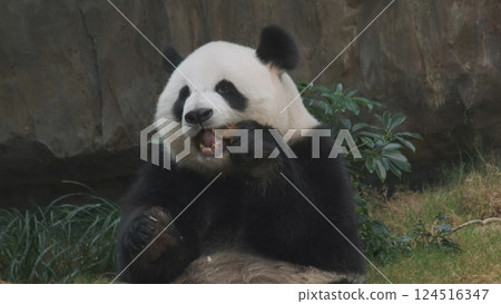 Cute giant panda bear eating bamboo Cute giant panda bear eating bamboo 124516347